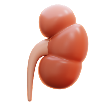 Kidney  3D Icon