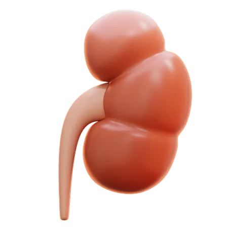 Kidney  3D Icon