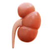 kidney