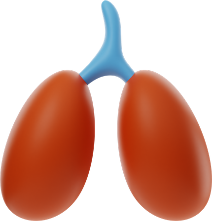 Kidney  3D Illustration