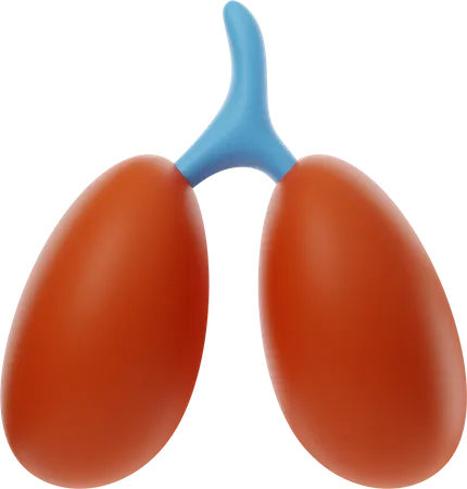 Kidney  3D Illustration