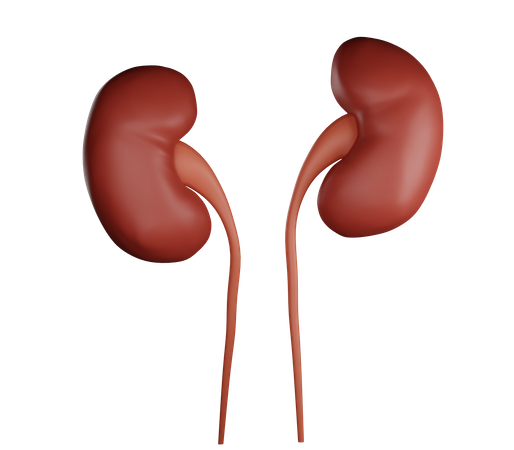 Kidney  3D Illustration