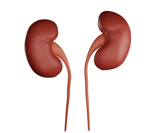 Kidney 3 D Illustration Contains PNG BLEND And OBJ 3D Illustration