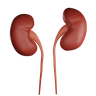kidney design assets