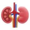 kidney graphics