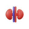 3d kidney illustration