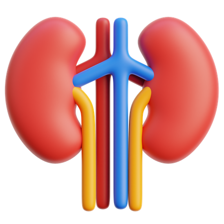 Kidney  3D Icon