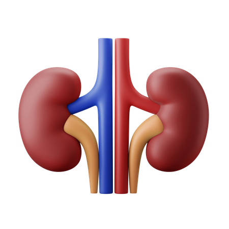 Kidney Bean 3D Illustration