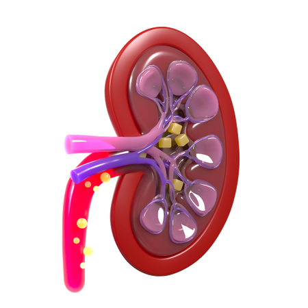 Kidney cells  3D Icon