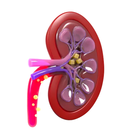 Kidney cells  3D Icon