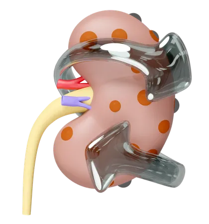 Kidney Disease Prevention  3D Icon