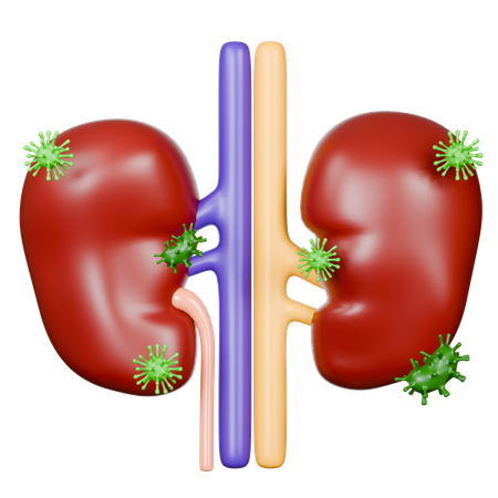 Kidney Diseases  3D Icon