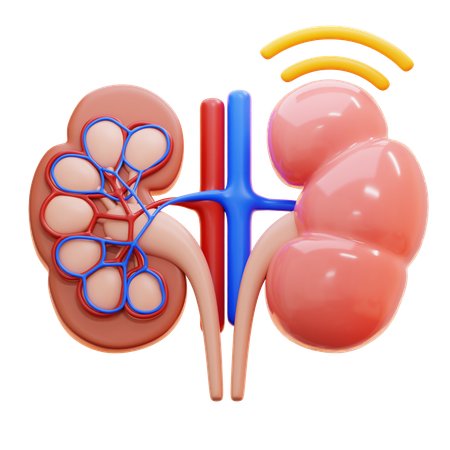 Kidney infection  3D Icon