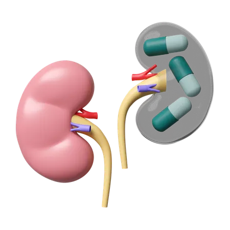 Kidney Medicine  3D Icon