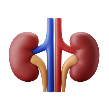 Kidneybohne  3D Icon