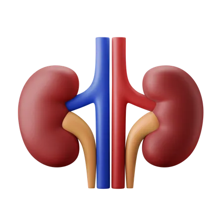 Kidneybohne  3D Illustration