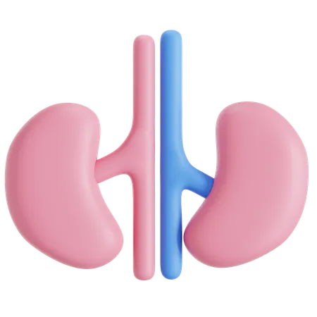 Healthy Kidneys Organ 3D Icon