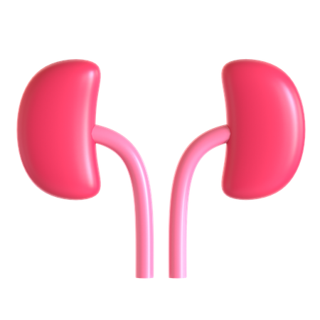 신장  3D Icon