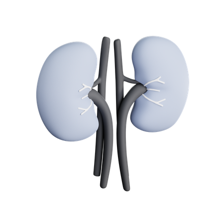Kidneys  3D Icon