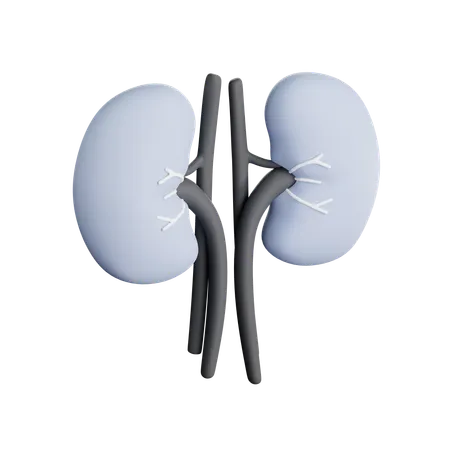 Kidneys  3D Icon