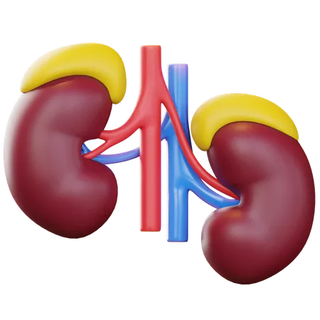 Kidneys  3D Icon