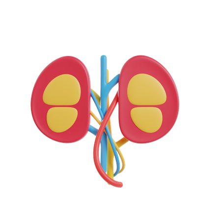 Kidneys  3D Icon