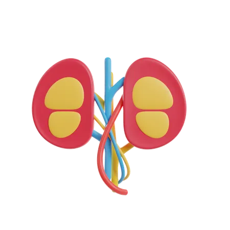 Kidneys  3D Icon