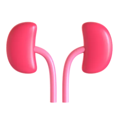 Kidneys  3D Icon