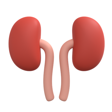 Kidneys  3D Illustration