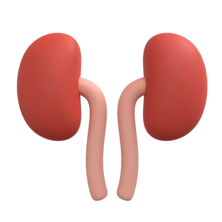 Kidneys  3D Illustration