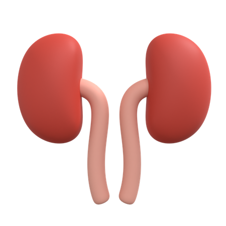Kidneys 3D Illustration