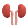 kidney 3d image