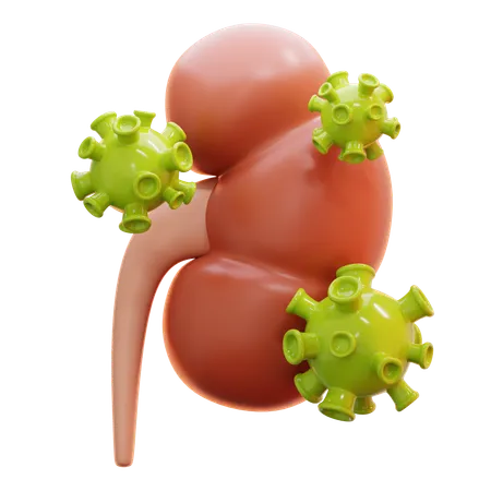 Kidneys affected by virus  3D Icon