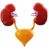 Kidneys and Bladder