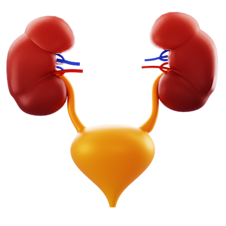 Kidneys and Bladder  3D Icon