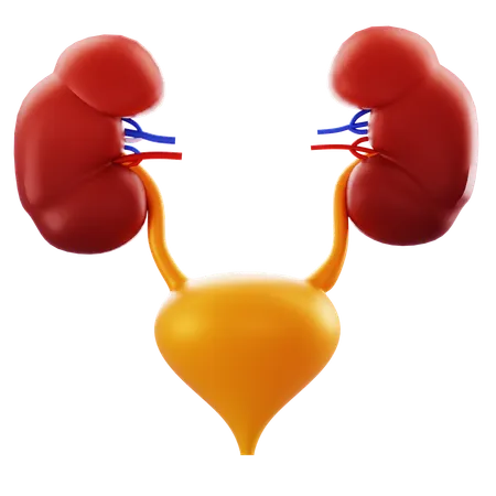 Kidneys and Bladder  3D Icon