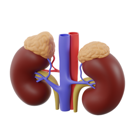 Kidneys With Adrenal Glands  3D Icon