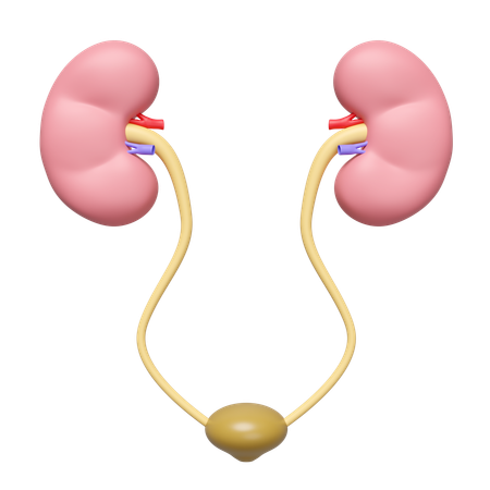 Kidneys With Bladder  3D Icon