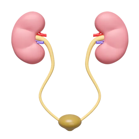 Kidneys With Bladder  3D Icon
