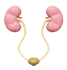 Kidneys With Bladder