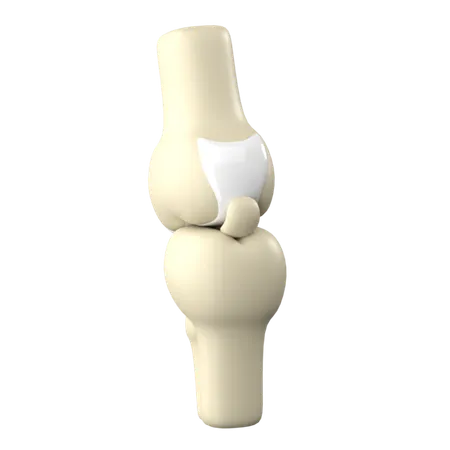 Knee Joint 3 D Human Organ Icon 3D Icon
