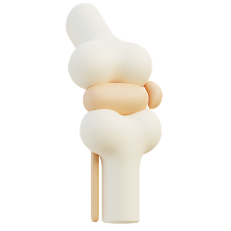 Knee Joint  3D Icon