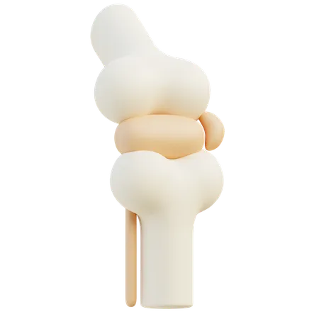 Knee Joint  3D Icon