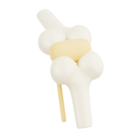 무릎 관절  3D Icon