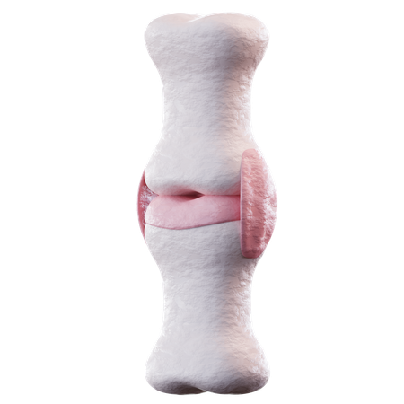 Knee Joint  3D Icon