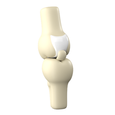 Knee Joint  3D Icon