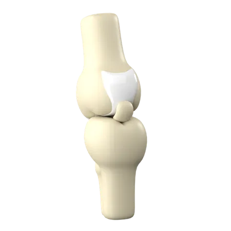 Knee Joint  3D Icon