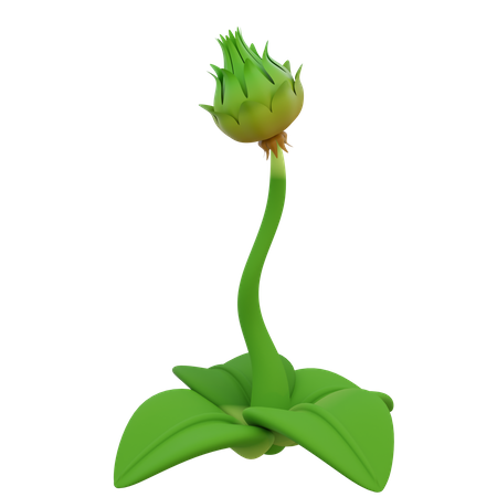 Kuncup Flower  3D Icon
