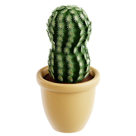 Lace Cactus  3D Icon