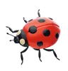 Ladybug